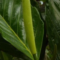 Artocarpus nobilis Thwaites